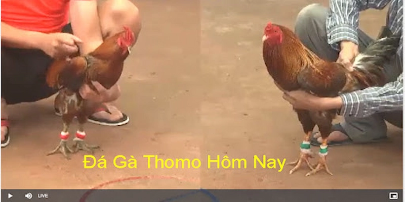đá gà Philippines 8XBET Công Nghệ Truyền Phát Hình Ảnh HD