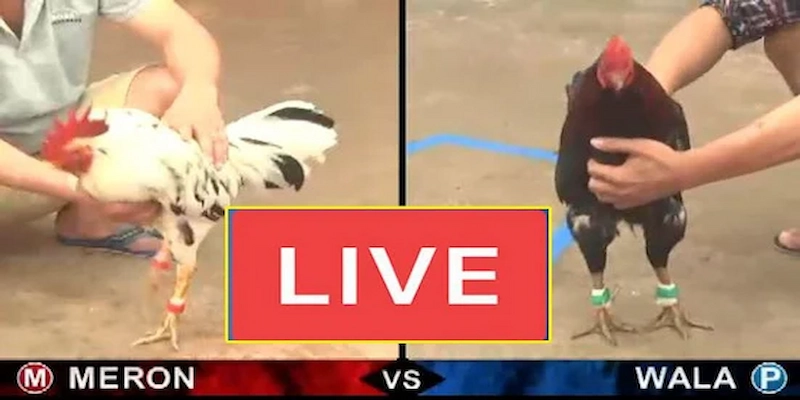 Đá gà Thomo Campuchia 8XBET