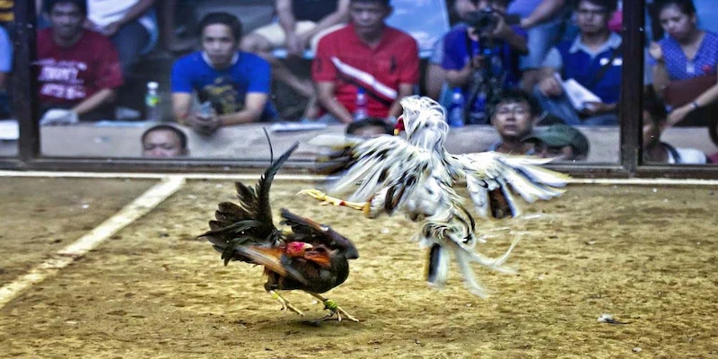 Đá gà Thomo Campuchia 8XBET Tỷ lệ cược hấp dẫn và công bằng